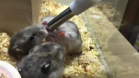 Cute Dwarf Hamster Drinking Water – Close Up Vídeos de archivo 325657540