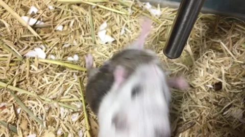 Cute Dwarf Hamster Drinking Water Vídeos de archivo 326645928