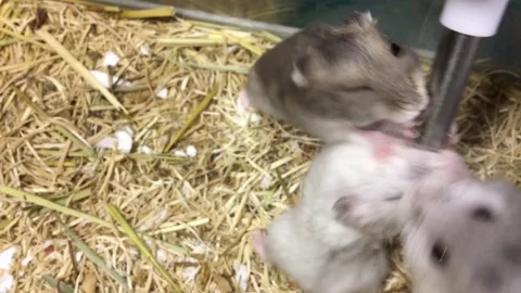 Cute Dwarf Hamster Drinking Water Close Up Vídeos de archivo 326645939