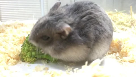 Cute Dwarf Hamster Eating Close Up Vídeos de archivo 326645929