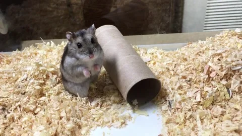 Cute Dwarf Hamster Vídeos de archivo 326645927