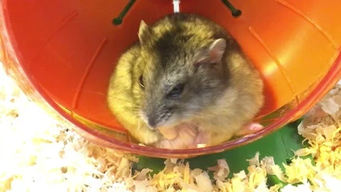 Cute Dwarf hamster Grooming Vídeos de archivo 325657638
