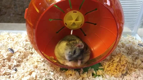 Cute Dwarf  hamster Grooming Vídeos de archivo 326645955