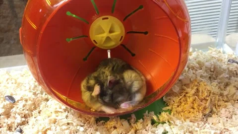 Cute Dwarf  hamster Grooming Vídeos de archivo 326645957
