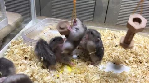 Cute Dwarf Hamster playground Vídeos de archivo 325653695