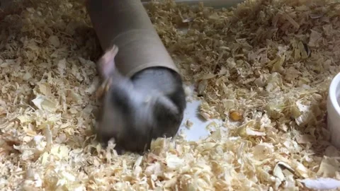Cute Dwarf Hamster playground funny Vídeos de archivo 326645938