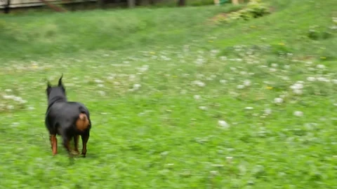 A cute dwarf pincher catches a small rubber ball with his teeth Stock Footage 194963565