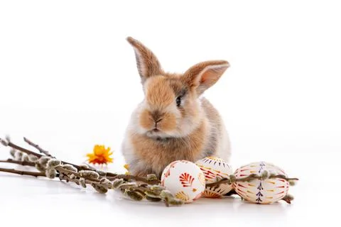 Cute dwarf rabbit with Easter motif on a white background. Stock Photos
