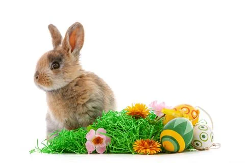 Cute dwarf rabbit with Easter motif on a white background. Stock Photos