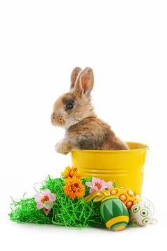 Cute dwarf rabbit with Easter motif on a white background. Stock Photos