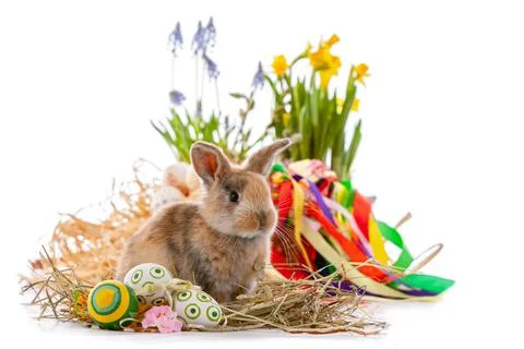Cute dwarf rabbit with Easter motif on a white background. Stock Photos