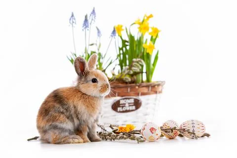 Cute dwarf rabbit with Easter motif on a white background. Stock Photos