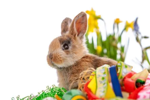 Cute dwarf rabbit with Easter motif on a white background. Stock Photos