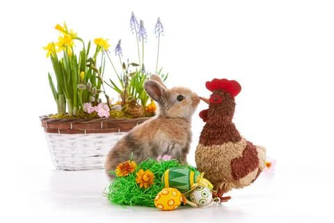 Cute dwarf rabbit with Easter motif on a white background. Stock Photos