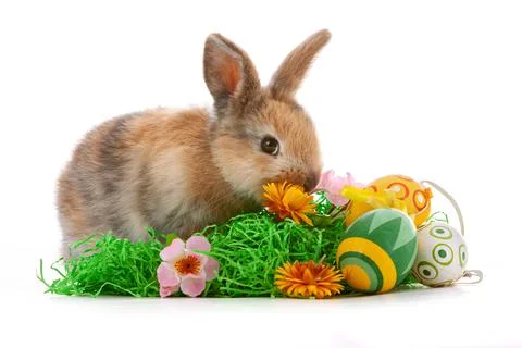 Cute dwarf rabbit with Easter motif on a white background. Stock Photos