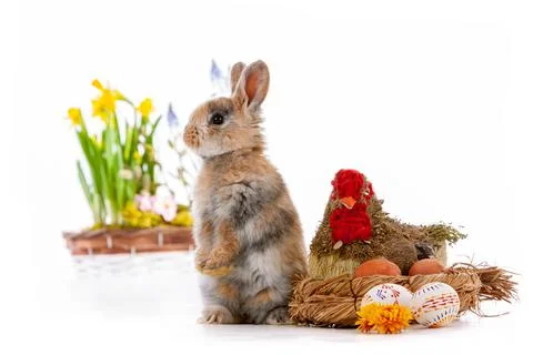Cute dwarf rabbit with Easter motif on a white background. Stock Photos