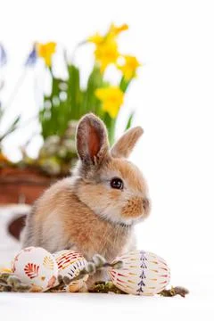 Cute dwarf rabbit with Easter motif on a white background. Stock Photos