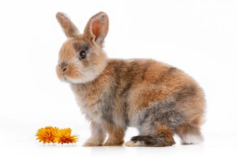 Cute dwarf rabbit with Easter motif on a white background. Stock Photos