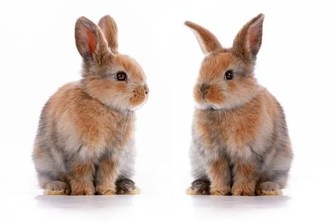 Cute dwarf rabbit with Easter motif on a white background. Stock Photos