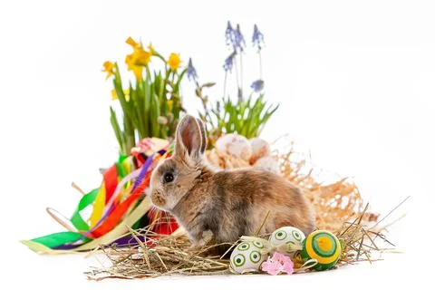 Cute dwarf rabbit with Easter motif on a white background. Foto stock
