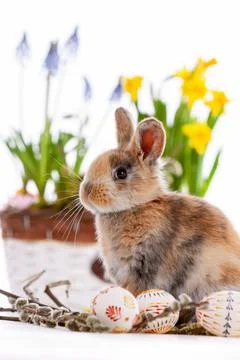Cute dwarf rabbit with Easter motif on a white background. Stock Photos