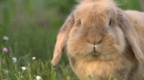 Cute dwarf rabbit lie in garden Video stock 51810352