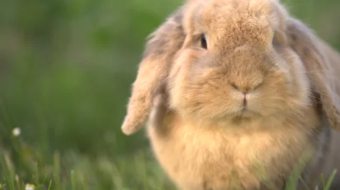 Cute dwarf rabbit lie in garden Video stock 51811587