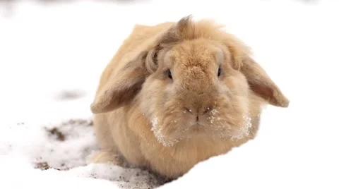 Cute dwarf rabbit in snow Stock Footage 58733453