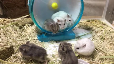 Cute Dwarf Several hamsters Vídeos de archivo 326645940