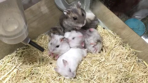 Cute Dwarf Several hamsters Sleeping Vídeos de archivo 325657580