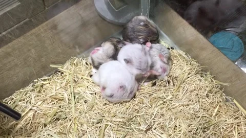 Cute Dwarf Several hamsters Sleeping Vídeos de archivo 325657581
