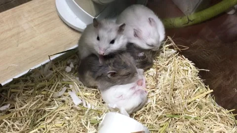 Cute Dwarf Several hamsters Sleeping Vídeos de archivo 325657582