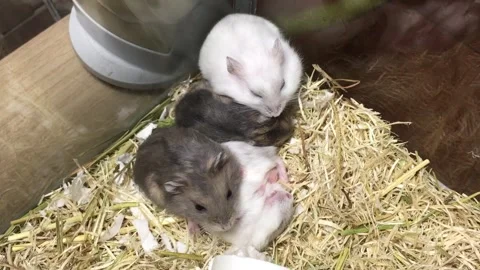 Cute Dwarf Several hamsters Sleeping Vídeos de archivo 326645930