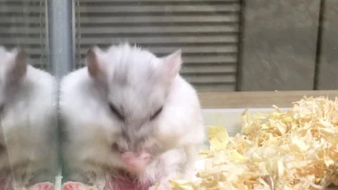 Cute Dwarf White hamster Grooming Vídeos de archivo 325657626