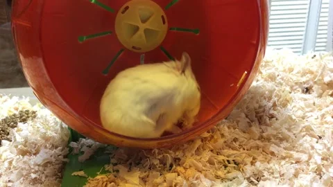 Cute Dwarf White hamster Grooming Vídeos de archivo 326645950