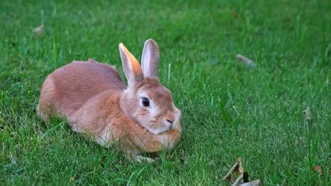 Cute Easter Bunny. A beige rabbit hiding among flowers and grooming itself Stock Footage 342706617