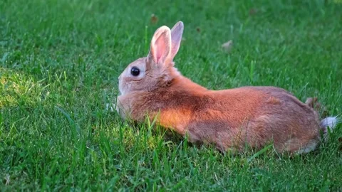 Cute Easter Bunny. A beige rabbit hiding among flowers and grooming itself Stock Footage 342706726