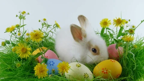 Cute Easter bunny with brown ears, sitting near eggs Stock Footage 103849685