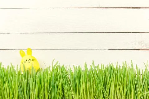 Cute Easter Bunny in the green fresh country. Yellow Easter egg. Happy Easter Stock Photos