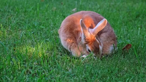Cute Easter Bunny licking its paw. A beige decorative rabbit grooming itself Stock Footage 342706869