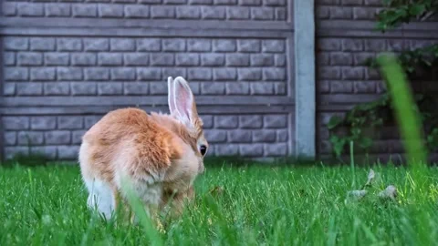 Cute Easter Bunny licking its paw. A beige decorative rabbit grooming itself Stock Footage 343737812