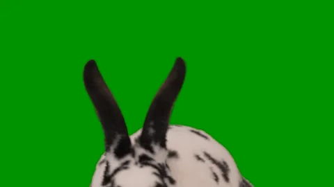 Cute easter bunny lowers head then raises it and looks at camera on a green s Stock Footage 302806358