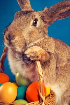 Cute Easter bunny Stock Photos