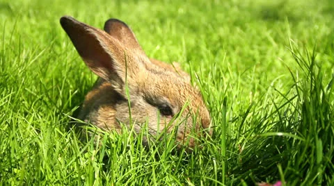 Cute Easter Bunny Rabbit Eating Grass HD Stock Footage 22612156