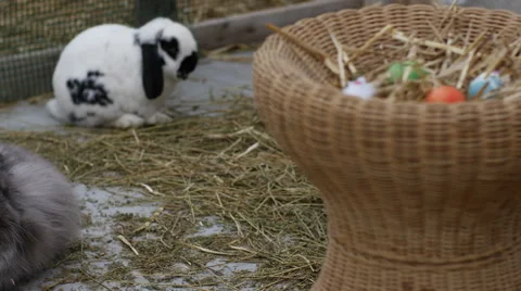 Cute Easter Bunny Rabbit Stock Footage 59827552