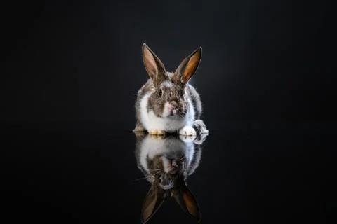 Cute Easter bunny rabbit near painted eggs Stock Photos
