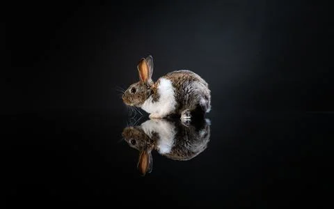 Cute Easter bunny rabbit near painted eggs Stock Photos