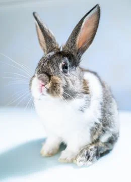 Cute Easter bunny rabbit near painted eggs Stock Photos