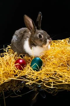 Cute Easter bunny rabbit near painted eggs Stock Photos