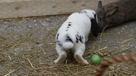 Cute Easter Bunny Rabbits in Basket Stock Footage 54079645